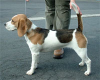 a well breed Beagle dog